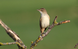Rousserolle turdoïde - Great Reed-Warbler