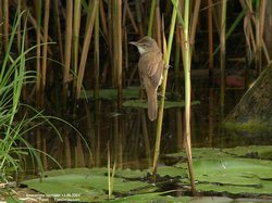 Rousserolle turdoïde - Great Reed-Warbler