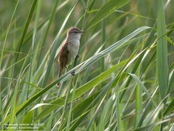 Rousserolle turdoïde - Great Reed-Warbler