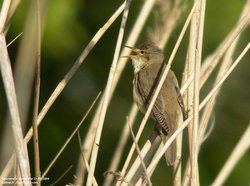 Rousserolle verderolle - Marsh Warbler