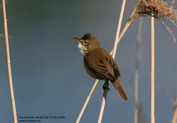 Rousserolle verderolle - Marsh Warbler