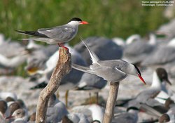 Sterne pierregarin - Common Tern