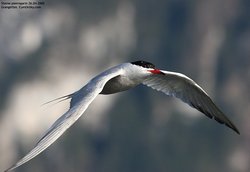 Sterne pierregarin - Common Tern