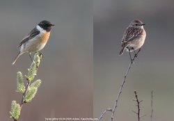 Tarier pâtre - Common Stonechat