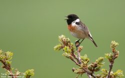 Tarier pâtre - Common Stonechat