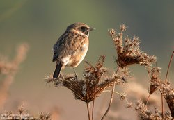 Tarier pâtre - Common Stonechat