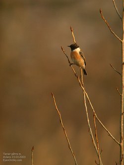 Tarier pâtre - Common Stonechat