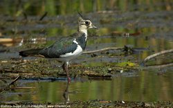 Vanneau huppé - Northern Lapwing