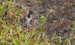 Vanneau huppé - Northern Lapwing
