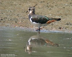 Vanneau huppé - Northern Lapwing