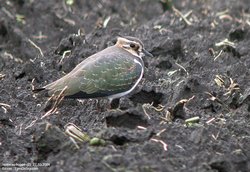 Vanneau huppé - Northern Lapwing