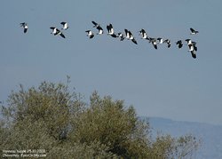 Vanneau huppé - Northern Lapwing