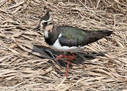 Vanneau huppé - Northern Lapwing