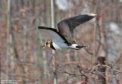 Vanneau huppé - Northern Lapwing