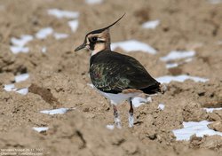Vanneau huppé - Northern Lapwing