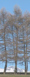 319x800  116.9Kb