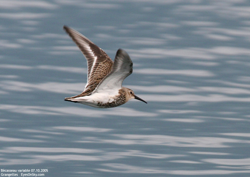 Nature/Birds/Ba/becasseau_variable_IMG_1929.jpg