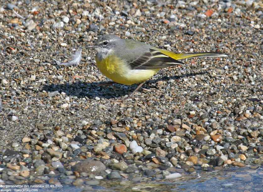 Nature/Birds/Ba/bergeronnette_des_ruisseaux_IMG_4877.jpg