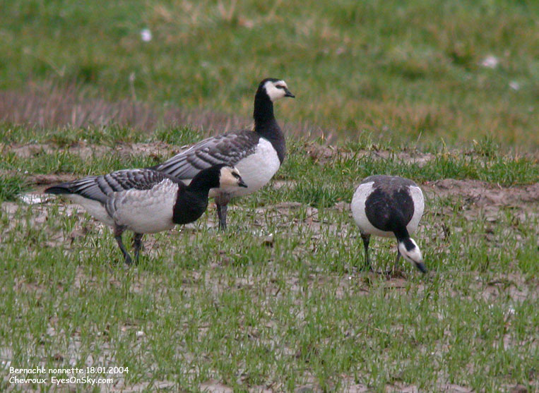 Nature/Birds/Ba/bernache_nonnette_DSCN0966.jpg