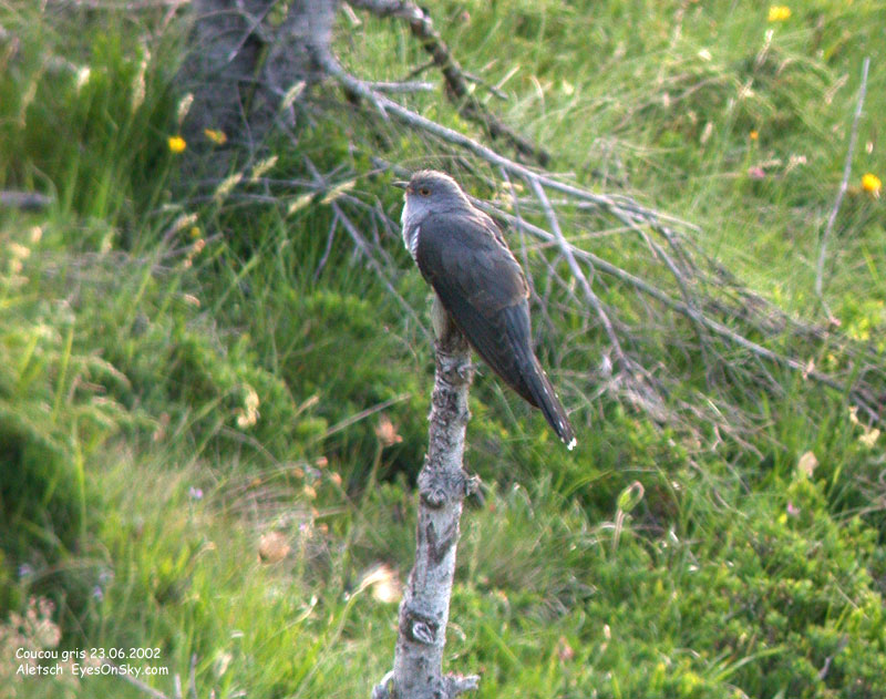 Nature/Birds/Ci/coucou_gris_DSCN4320.jpg
