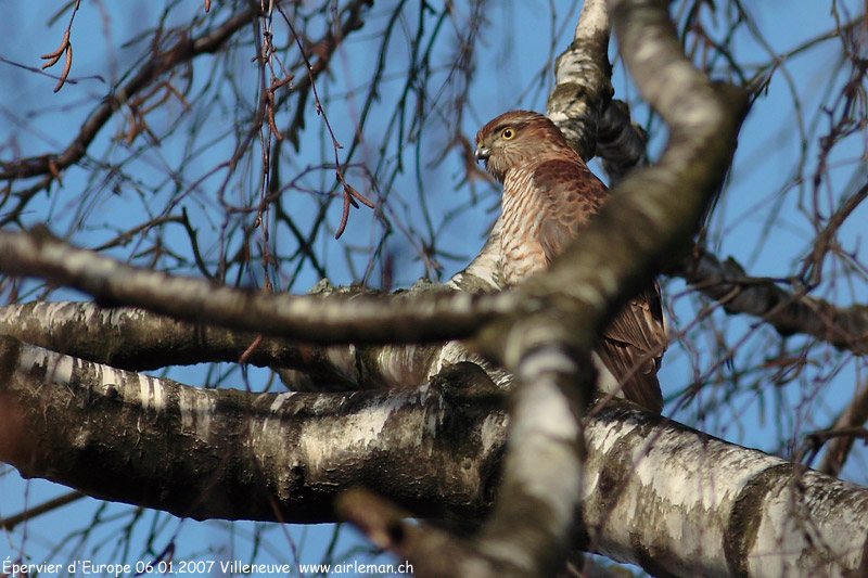 Nature/Birds/E-F/epervier_deurope_IMG_0237.jpg
