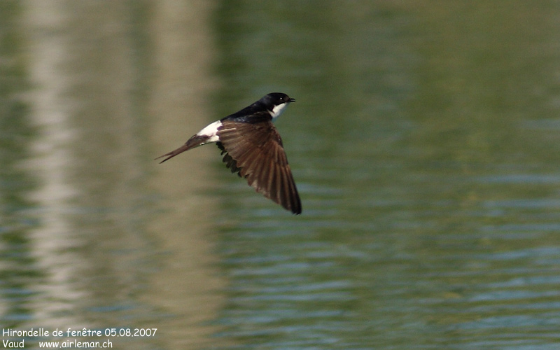 Nature/Birds/H-I/hirondelle-de-fenetre-IMG_7357.jpg