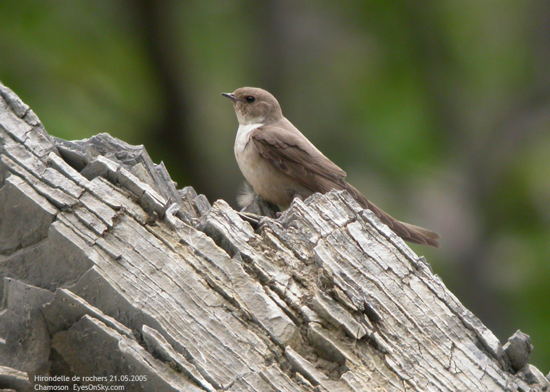 Nature/Birds/H-I/hirondelle_de_rochers_DSCN3371.jpg