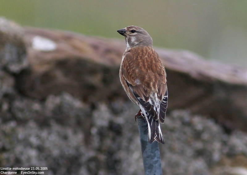 Nature/Birds/J-O/linotte_melodieuse_IMG_1037.jpg