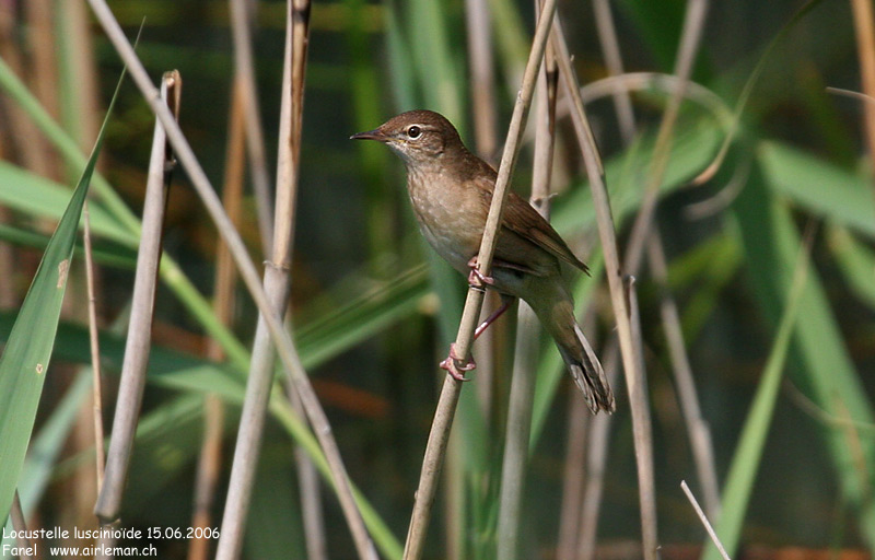 Nature/Birds/J-O/locustelle_luscinioide_IMG_9232.jpg