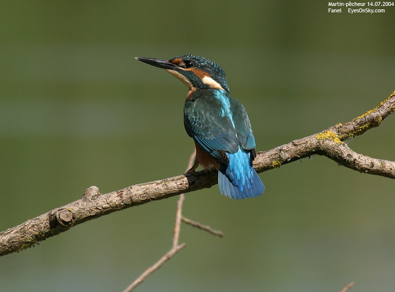 Nature/Birds/J-O/martin-pecheur_IMG_4382.jpg