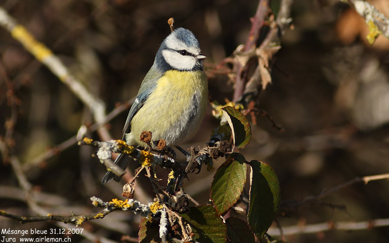 Nature/Birds/J-O/mesange-bleue-IMG_2109.jpg