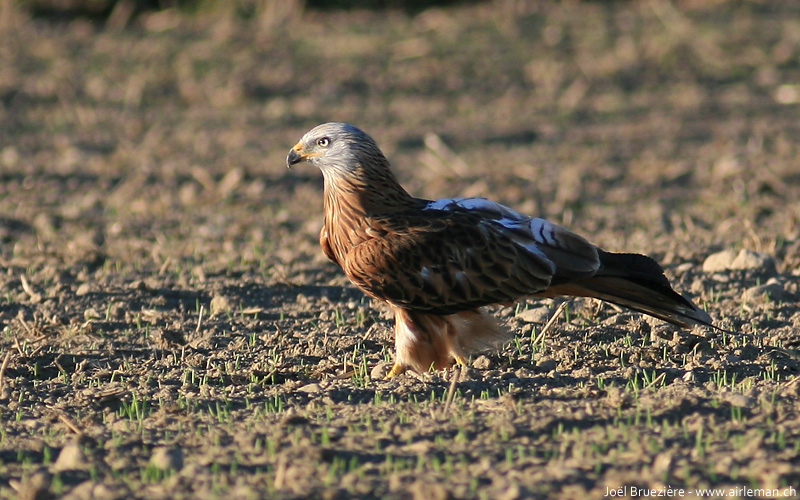 Nature/Birds/J-O/milan-royal-IMG_8746.jpg