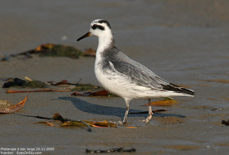 Nature/Birds/P/phalarope_a_bec_large_IMG_6926.jpg