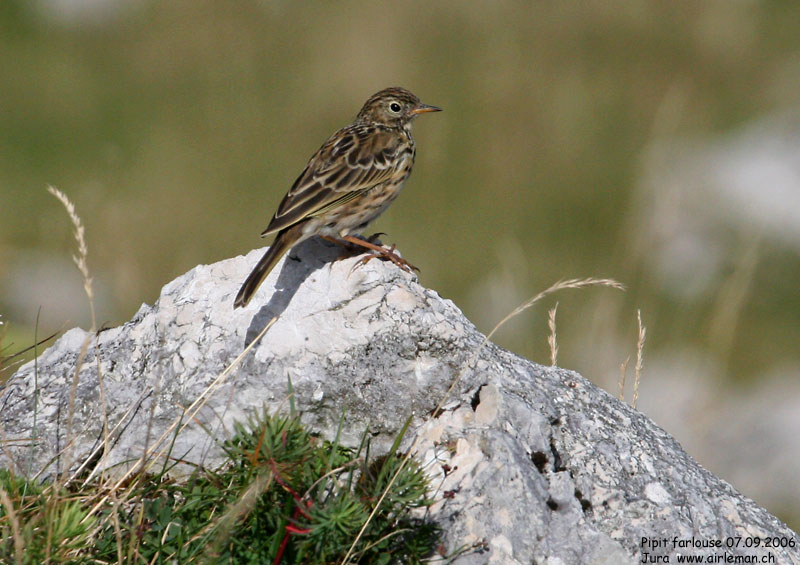 Nature/Birds/P/pipit_farlouse_IMG_5175.jpg