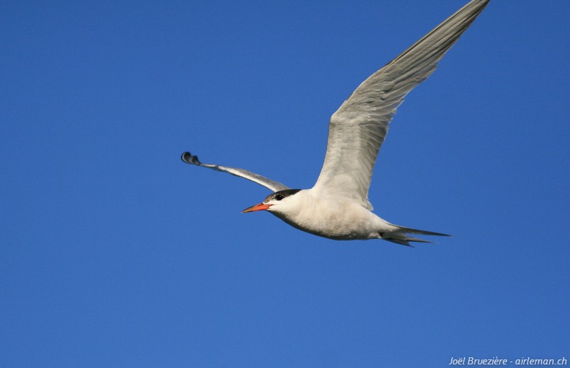 Nature/Birds/Q-S/sterne-pierregarin-IMG_5176.jpg