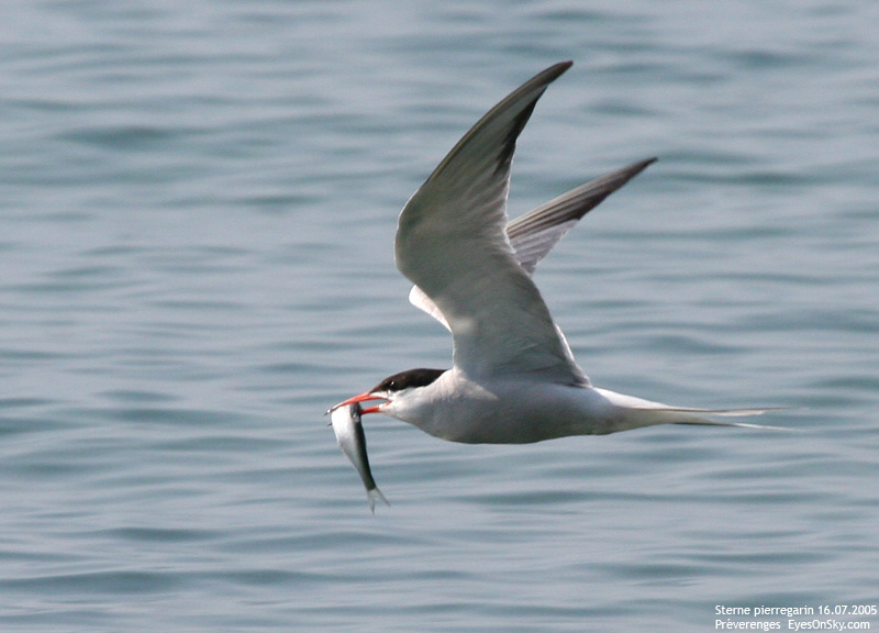 Nature/Birds/Q-S/sterne_pierregarin_IMG_2843.jpg