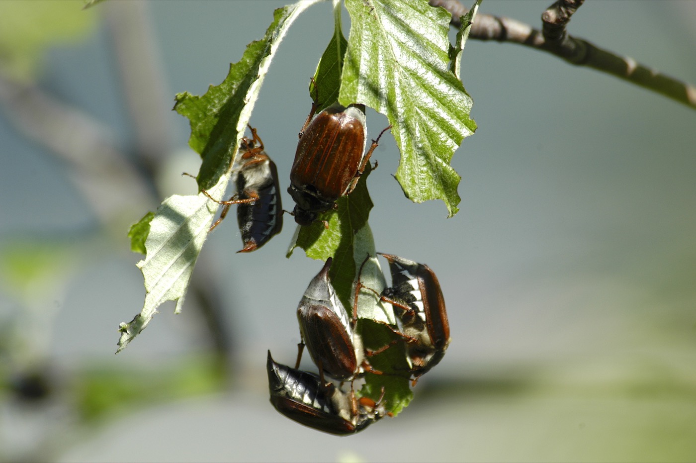 Nature/Insectes/DSC_9111.jpg