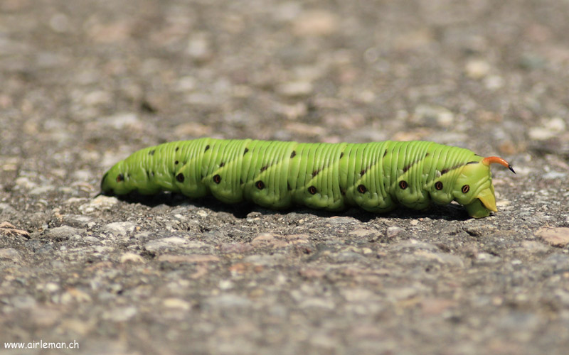 Nature/Insectes/Sphinx-du-Liseron-IMG_3374.jpg