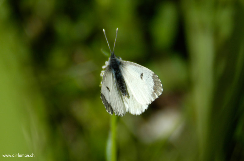 Nature/Papillons-2/DSC_9286.jpg