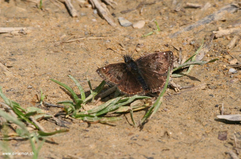 Nature/Papillons-2/IMG_3971.jpg