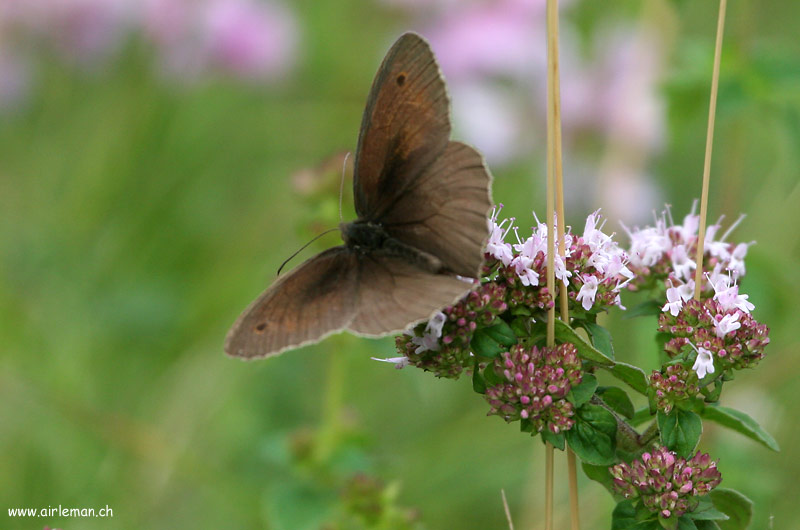 Nature/Papillons/IMG_1698.jpg