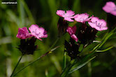 randimg/nature