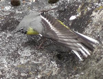 Bergeronnette des ruisseaux