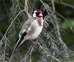 Chardonneret élégant