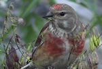 Linotte mélodieuse