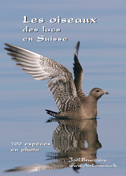 Les oiseaux des lacs