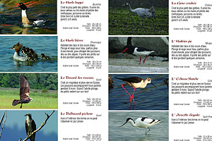 Les oiseaux des lacs