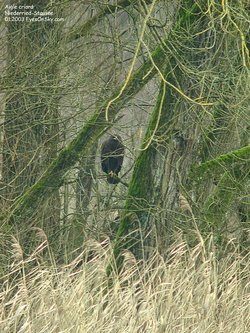 Aigle criard - Greater Spotted Eagle ()