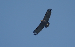 Aigle criard - Greater Spotted Eagle (NIKON D100  1/1250 F5.6 iso200 400mm)