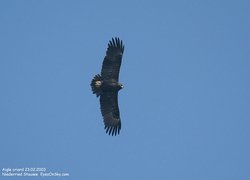 Aigle criard - Greater Spotted Eagle ()